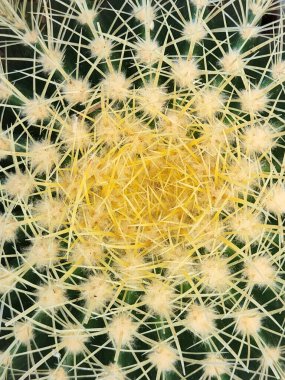 Kaktüs. Kaktüs kapat. Kaktüs iğneleri