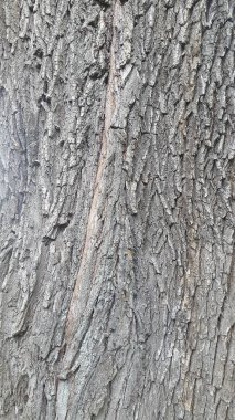 Yaprak döken ağaç kabuğu. Ağaç kabuğu dokusu. Ağaç kabuğundan doğal arkaplan