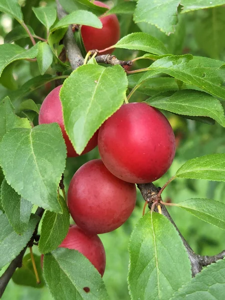 Cherry plum fruits. Ripe red cherry plum fruits. Fruit harvest