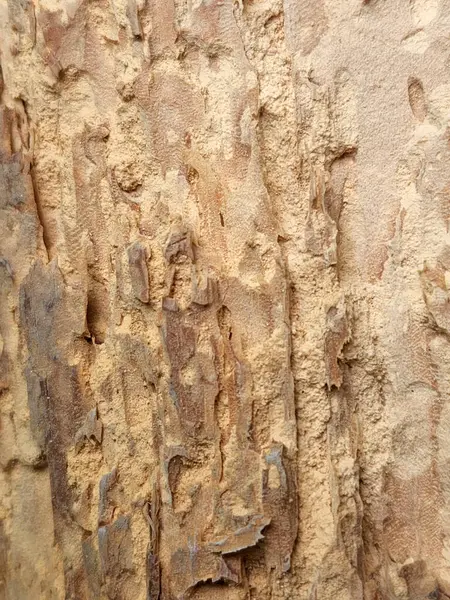 Rotten wood. Rotten wood texture. Dry old wood