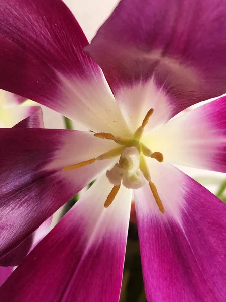 Tulip flower. Tulip flower close up. Floral background for postcard