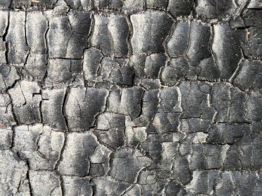 Yanmış ahşap yüzey. Yangından sonra odun. Yanmış ahşap dokusu