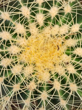 Kaktüs. Kaktüs kapat. Kaktüs iğneleri