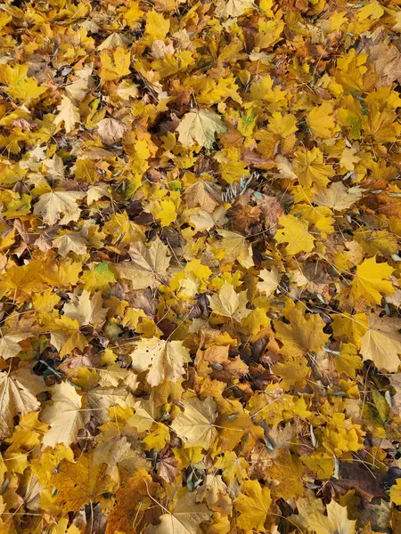 Fallen leaves. Background of fallen autumn leaves. Yellow autumn leaves