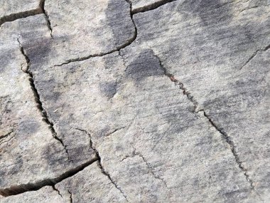 Yıpranmış eski ahşap. Çürümüş ahşap dokusu. Klasik ahşap arkaplan