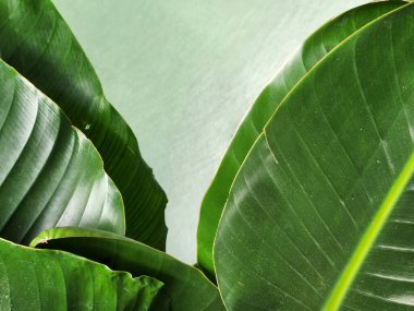 Strelitzia nicolai. Strelitzia yaprağı. Yeşil bir bitki yaprağı. Sebze yeşili arka plan