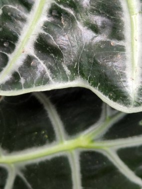 Alocasia Polly. Alocasia yaprakları. Yeşil yapraklı çiçek arkaplanı