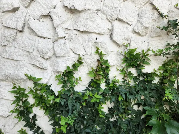 Climbing plant. Climbing green plant on a white stone wall