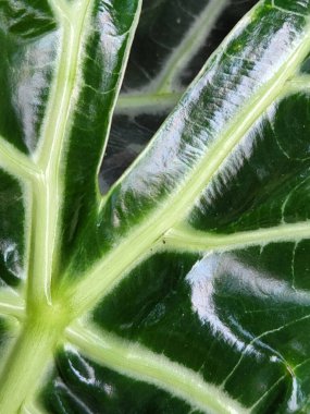 Alocasia Polly. Alocasia yaprakları. Yeşil yapraklı çiçek arkaplanı