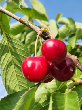 Bir dalda kırmızı kiraz. Olgun kiraz meyveleri