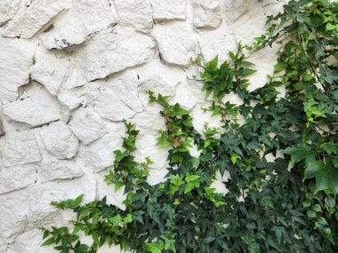 Tırmanma tesisi. Beyaz taştan bir duvara tırmanan yeşil bir bitki.