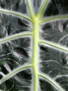 Alocasia Polly. Alocasia yaprakları. Yeşil yapraklı çiçek arkaplanı