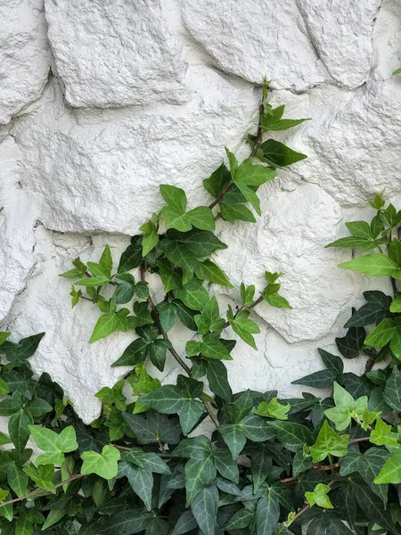 Climbing plant. Climbing green plant on a white stone wall