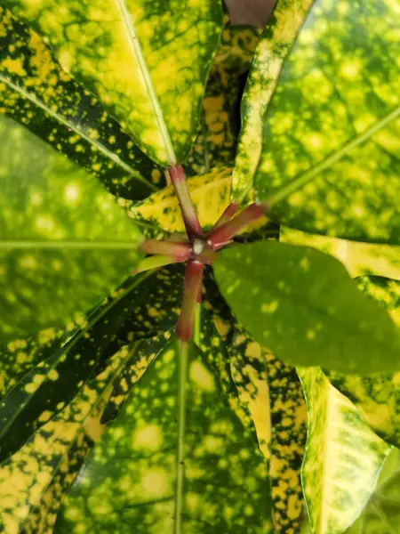 Gold Sun Croton Sai Folhas Plantas Domésticas — Fotografia de Stock