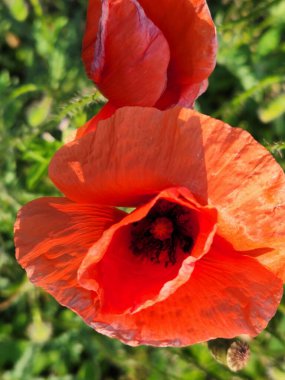 Kırmızı gelincikler. Haşhaş rengi. Çiçek açan gelincik çiçekleri