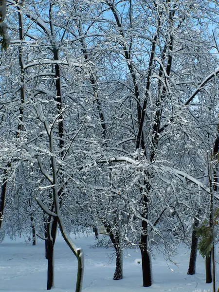 Зимний Парк Зимний Пейзаж Заснеженными Деревьями — стоковое фото