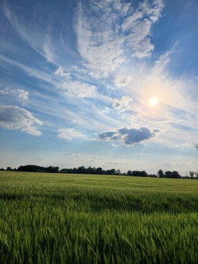 Mısır gevreği tarlası. Gökyüzünün altında bulutlu yeşil bir alan. Kırsal alan