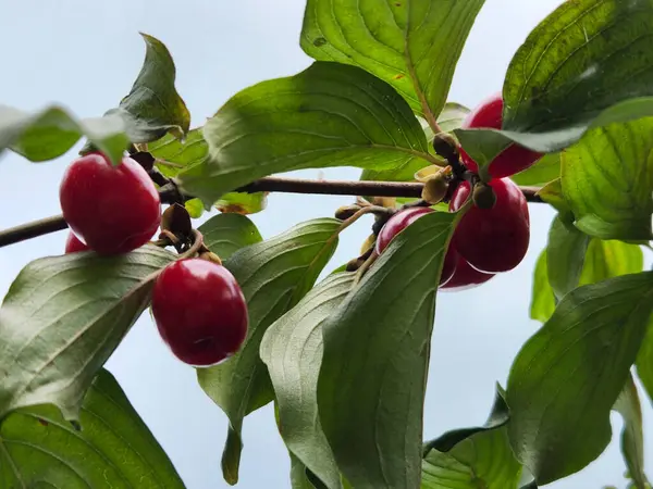Dogwood 山核桃在树枝上成熟的红色山核桃 — 图库照片#