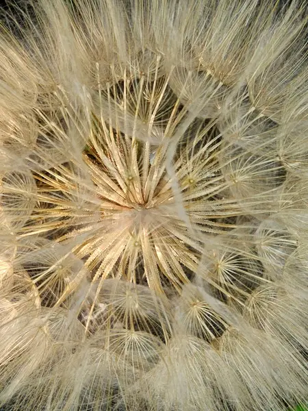 大蒲公英成熟的空气蒲公英 蒲公英的植物背景 — 图库照片#