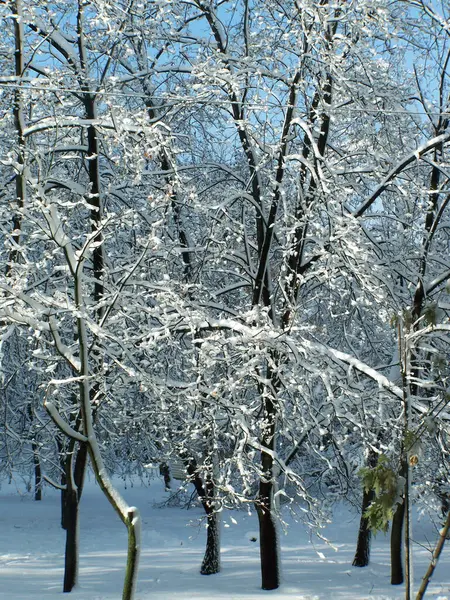 Vinterparken Vinterlandskap Med Snötäckta Träd — Stockfoto