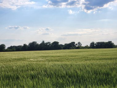 Mısır gevreği tarlası. Gökyüzünün altında bulutlu yeşil bir alan. Kırsal alan