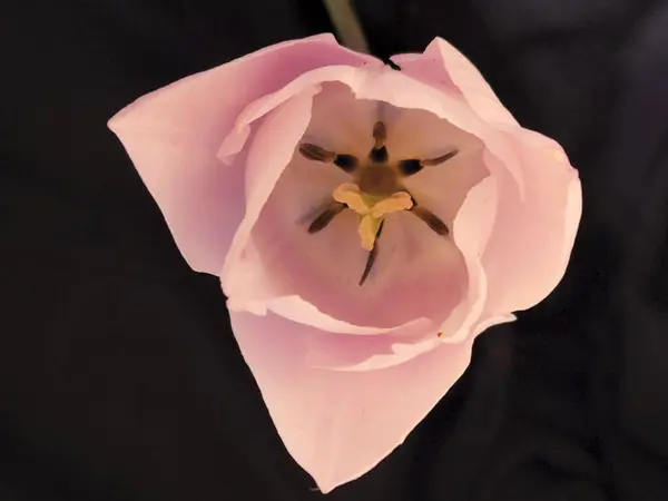 Tulip Merah Muda Bunga Tulip Pink Pada Latar Belakang Hitam — Stok Foto