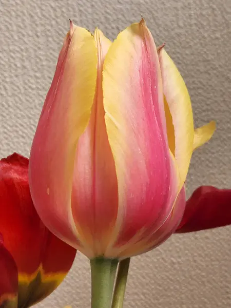 Tulipas Rosa Amarelas Flores Tulipa Buquê Tulipas — Fotografia de Stock