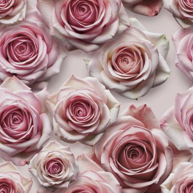 Pembe güller. Gül çiçekleriyle kusursuz bir arka plan. Kusursuz çiçek deseni