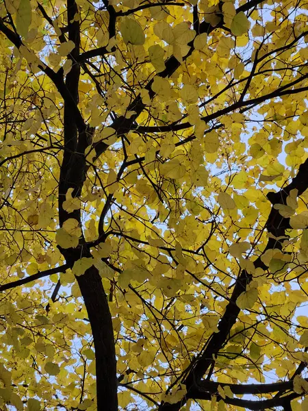 Stock image Autumn yellowed foliage. Background of yellow leaves. Yellow leaves on a tree branch