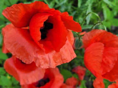 Kırmızı gelincikler. Haşhaş rengi. Çiçek açan gelincik çiçekleri