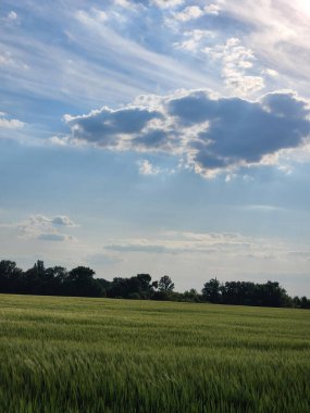 Mısır gevreği tarlası. Gökyüzünün altında bulutlu yeşil bir alan. Kırsal alan