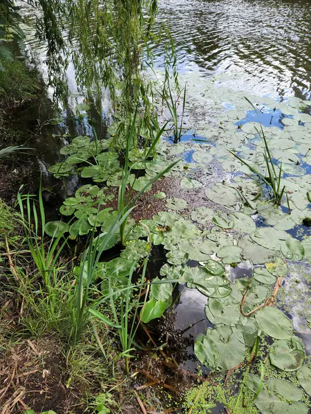 stock image Swamp with water lilies. Pond with marsh plants. River