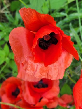 Kırmızı gelincikler. Haşhaş rengi. Çiçek açan gelincik çiçekleri