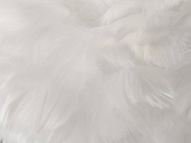Tüyler. Beyaz kuş tüylerinin hafif arkaplanı
