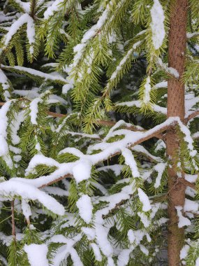 Karla kaplı bir köknar ağacının yakın çekimi. Kar altında ladin dalları
