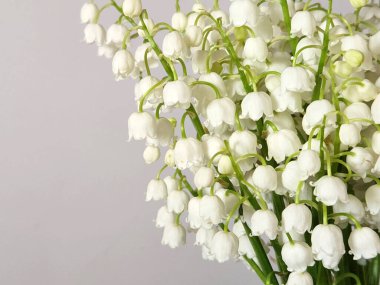 Vadi Zambakları. Vadideki çiçeklerin zambakları.