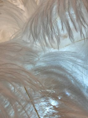 Tüyler beyazdır. Beyaz kuş tüylerinin arka planı. Modaya uygun.