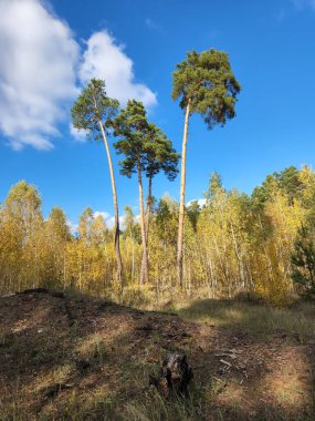Kozalaklı yaprak döken orman. Orman sonbahar manzarası. Karışık ormanın kıyısında