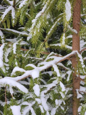 Karla kaplı bir köknar ağacının yakın çekimi. Kar altında ladin dalları