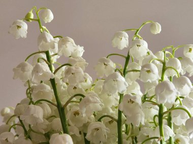 Vadi Zambakları. Vadideki çiçeklerin zambakları.