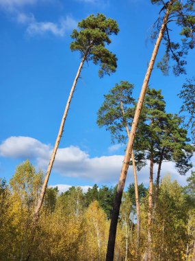 Kozalaklı yaprak döken orman. Orman sonbahar manzarası. Karışık ormanın kıyısında