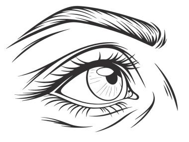 İnsan gözü. İnsan gözü çizilmiş. Vektör illüstrasyonu