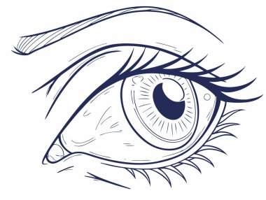 İnsan gözü. İnsan gözü çizilmiş. Vektör illüstrasyonu