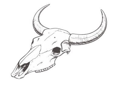 Bufalo kafatası. Beyaz arka planda bir bufalo kafatası çizimi. Vektör illüstrasyonu