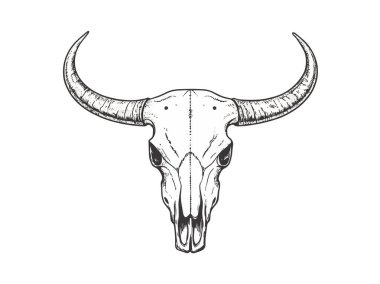 Bufalo kafatası. Beyaz arka planda bir bufalo kafatası çizimi. Vektör illüstrasyonu