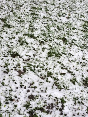 Kar altında çimen. Karla kaplanmış yeşil çimenler