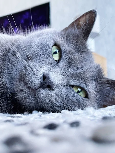 Gri evcil kedi kameraya bakıyor.