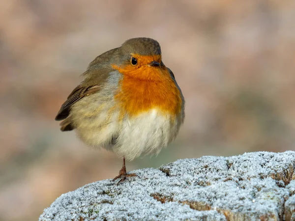 Robin Bird tahta bir direğin üzerine tünedi.