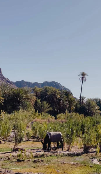 donkey grazing in the hills of Ouarzazate, Morocco