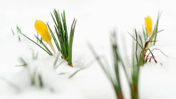 yellow crocus flowers peaking through the snow 